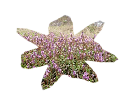 rotala-rotundifolia