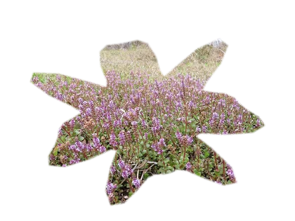 rotala-rotundifolia