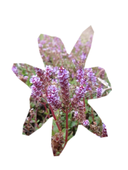 rotala-rotundifolia