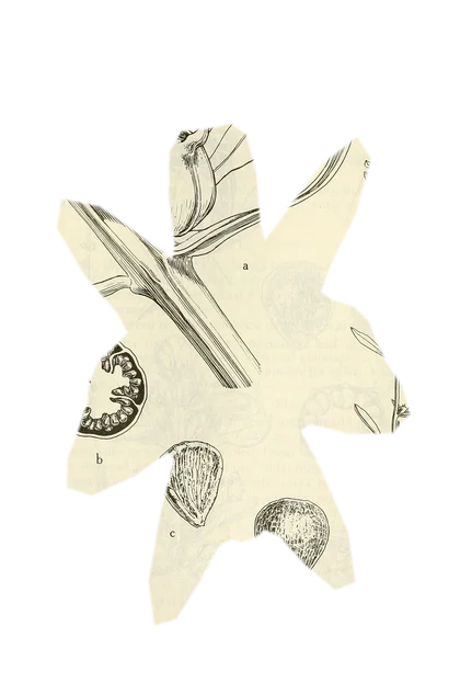 rotala-wallichii