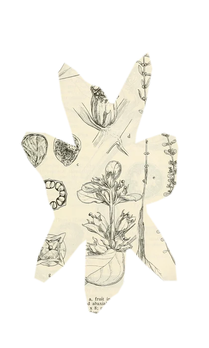 rotala-wallichii