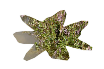 rotala-wallichii