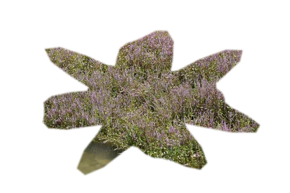 rotala-wallichii