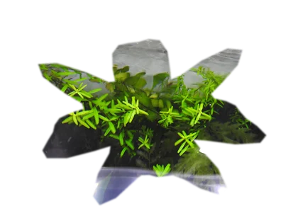 rotala-wallichii