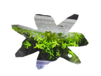 rotala-wallichii