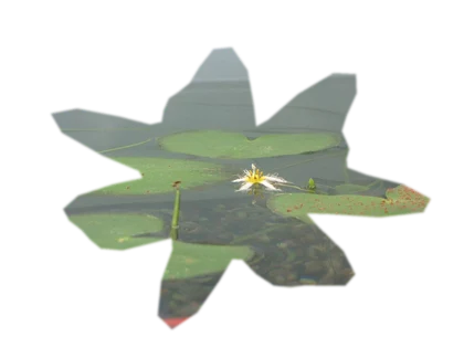 vesicularia-ferriei-weeping-moss