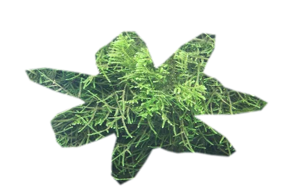 vesicularia-ferriei-weeping-moss