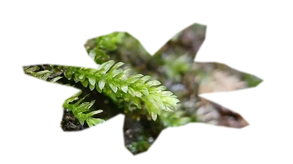 vesicularia-ferriei-weeping-moss
