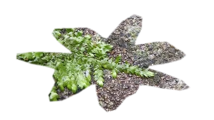 vesicularia-ferriei-weeping-moss