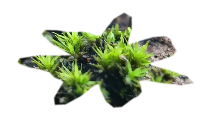 vesicularia-ferriei-weeping-moss