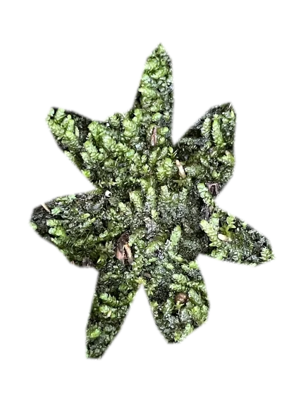 vesicularia-ferriei-weeping-moss