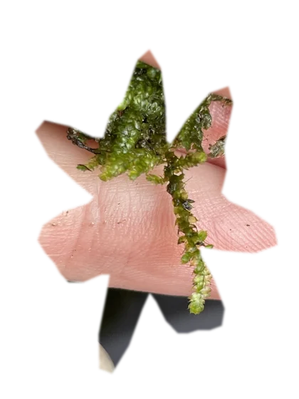 vesicularia-ferriei-weeping-moss