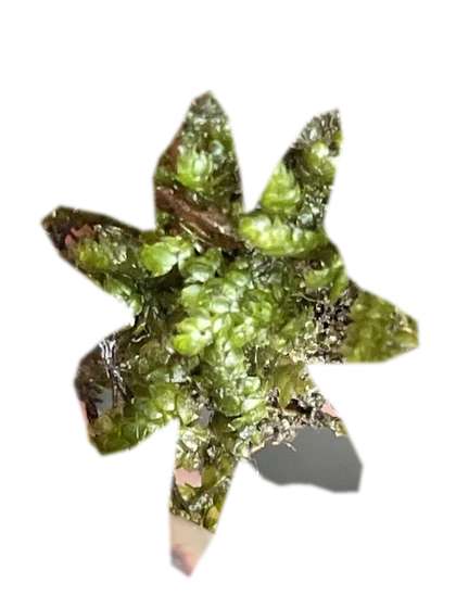 vesicularia-ferriei-weeping-moss