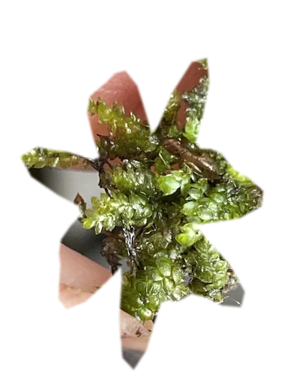vesicularia-ferriei-weeping-moss