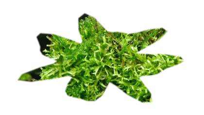 vesicularia-montagnei-christmas-moss