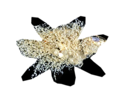 vesicularia-montagnei-christmas-moss