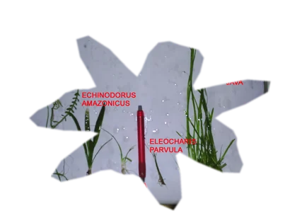 vesicularia-montagnei-christmas-moss