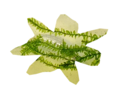 vesicularia-montagnei-christmas-moss